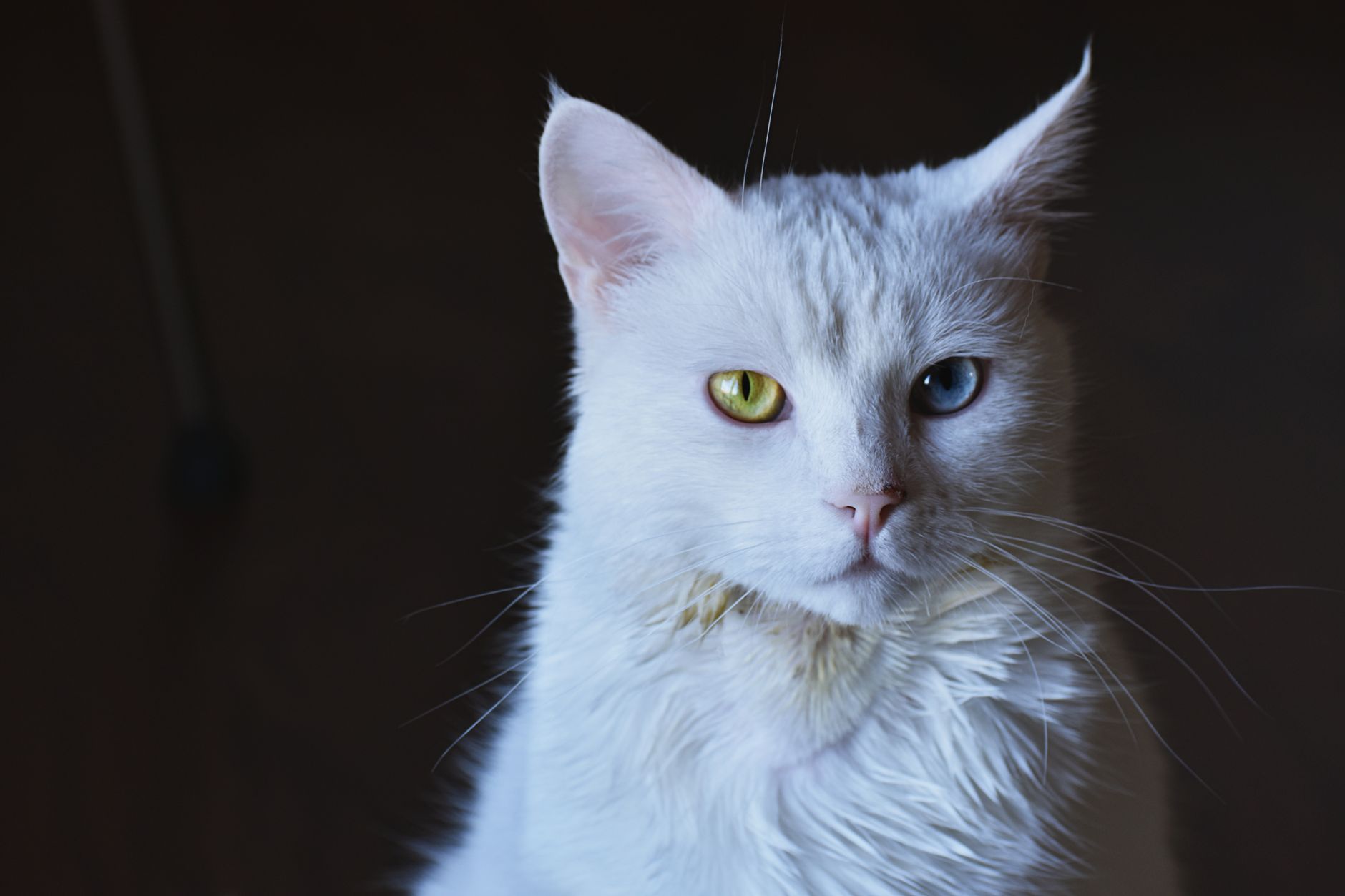 Stunning close-up of a white cat with striking heterochromia eyes. — Advice For The Novice Sports Bettor